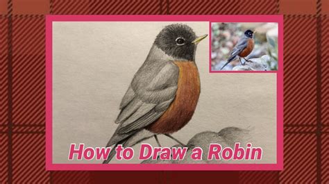 How To Draw A Robin Bird American Robin Coloring Pencil Drawing