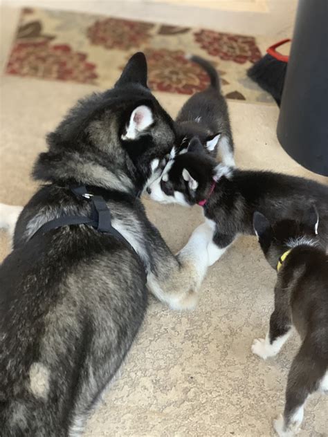 Siberian Husky Puppies For Sale Florida Center FL 327565