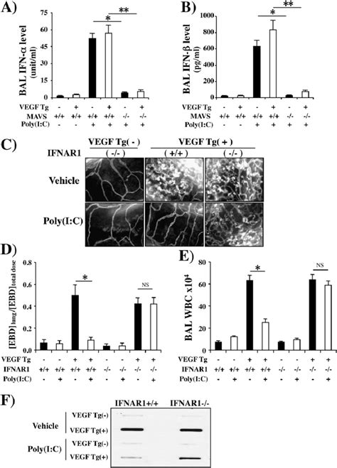 Induction And Role Of Type I IFNs In Polyinosinic Polycytidylic Acid