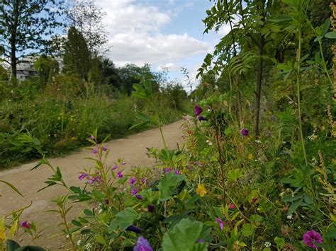 Balade botanique au Bois de Charonne – Tela Botanica