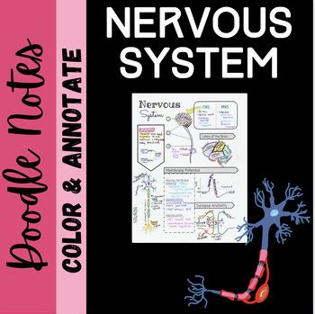 Nervous System Sketch Notes By Biology With Brynn And Jack Tpt