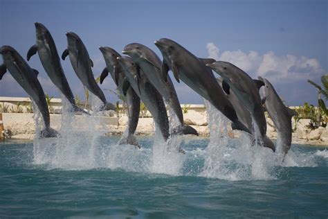 Pics For Kicks: Dolphinaris Cozumel