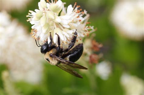 Blomma Pollinering Humla Gratis Foto P Pixabay Pixabay