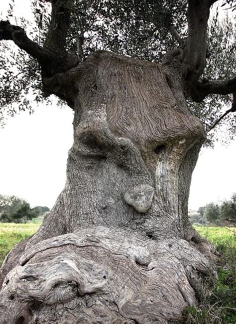 An ancient olive tree in Puglia, Italy over 1500 years old!