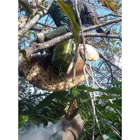 Jual Madu Hutan Kalimantan Kemasan 6 Kg Shopee Indonesia