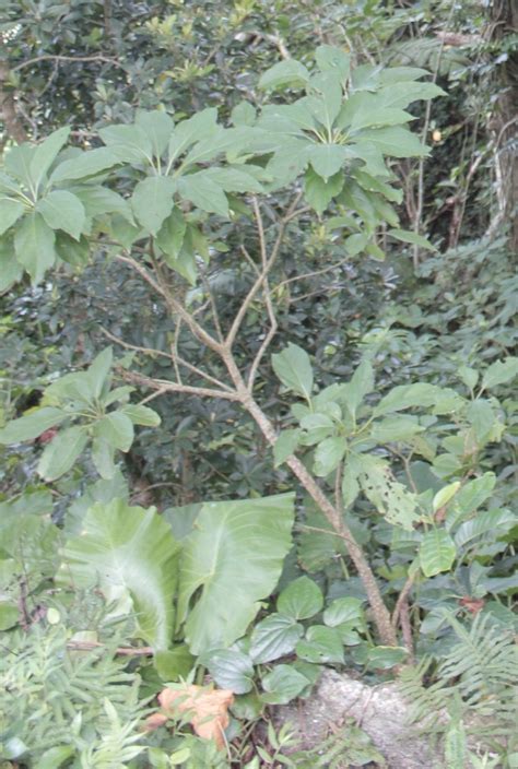 Mappia Nimmoniana In July By Jackson Hu Inaturalist