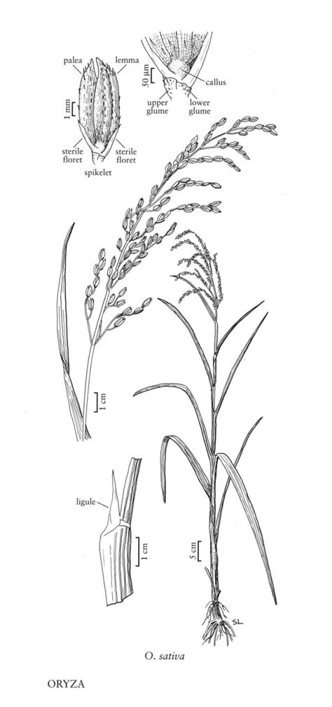 Oryza Sativa Fna