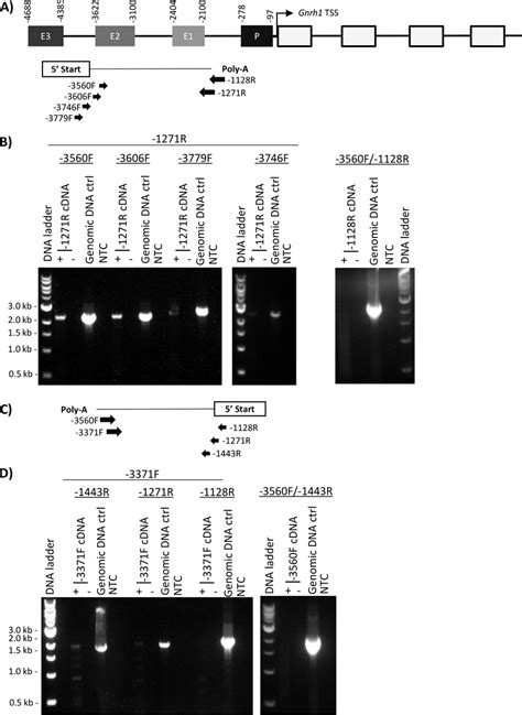 Strand Specific CDNA And RT PCR Analysis Of The Mouse GnRH E1 RNA