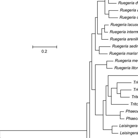 Maximum Likelihood Phylogenomic Tree Of Strain B1Z28 T And Other