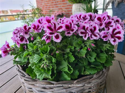 Kuipplanten en éénjarigen op je tuinterras of balkon Florera