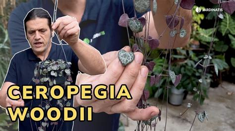 Ceropegia Woodii O Rosario De Corazones Cuidados Y Propagaci N