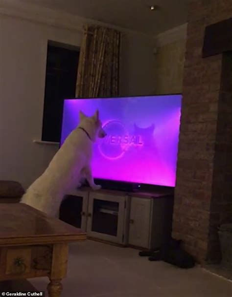 German Shepherd Excitedly Sings Along To The Theme Music To Law And