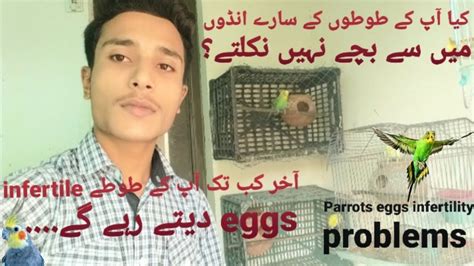 Budgies Kay Eggs Messy Bachay Kyun Nhi Nikaltay Why Parrots Eggs Are