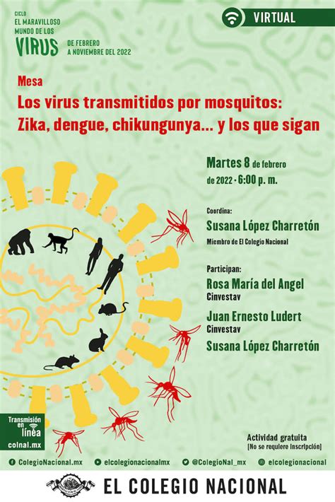 Los Virus Transmitidos Por Mosquitos Zika Dengue Y Chikungunya Y Los