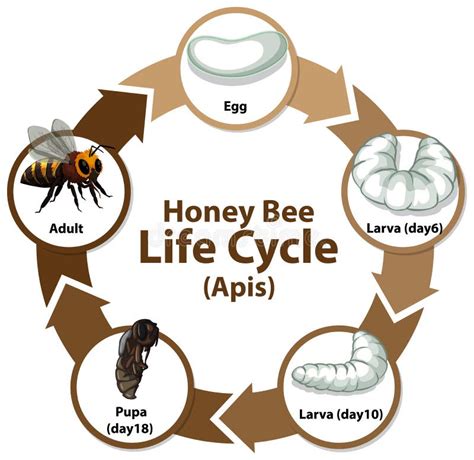 Diagrama Que Mostra O Ciclo De Vida Do Frango Ilustra O Do Vetor