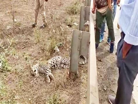 वाहन की टक्कर से तेंदुए के शावक की मौत Leopard Cub Killed In Vehicle