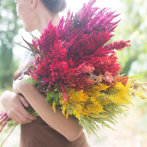 Celosia Pampas Plume Mix Floret Shop