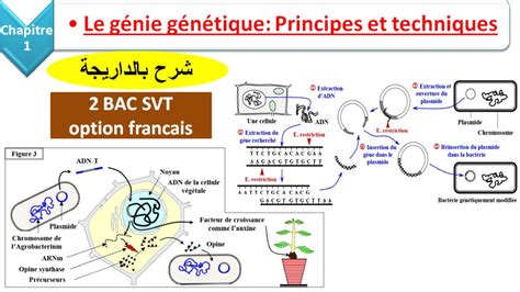 Le G Nie G N Tique Principes Et Techniques Svt Bac Svt Option