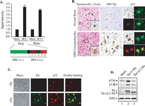 Induction Of P In Tat Transfected Cells And Or Hiv Infected Tissues