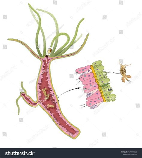 Hydra Anatomy: Over 88 Royalty-Free Licensable Stock Illustrations & Drawings | Shutterstock