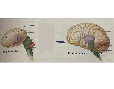 Human brain regions quiz review