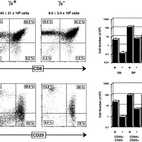 Intrathymic development in γc pTα double mutant mice A CD4 CD8