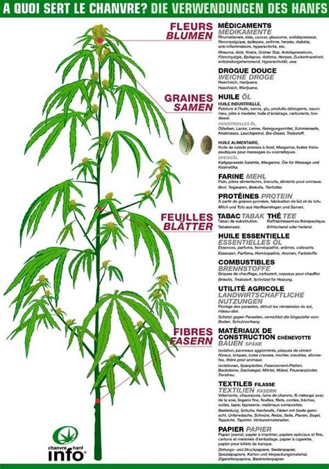 Les Diff Rentes Utilisations Du Cannabis Choix De Vari T S Histoire