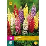 Lupine Pixie Delight Lupinus Nanus Webshop Tuinadvies