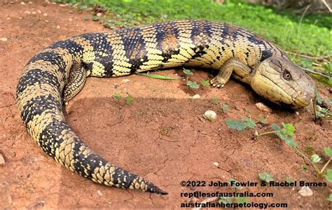 Tiliqua Scincoides Scincoides Eastern Bluetongue