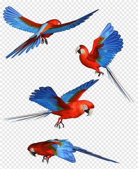 Guacamayo Mascota Azul Loro Png PNGEgg