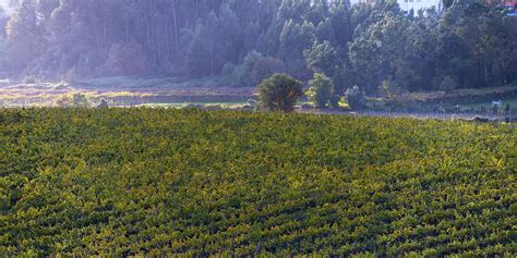 Rota dos Vinhos Verdes é História Cultura e Celebração Observador