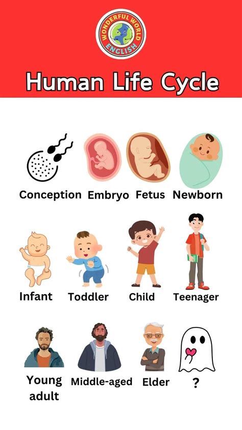 Discover the Stages of Life with a Human Life Cycle Worksheet | Human ... 