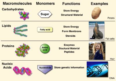 Biology Honors Chapter 3 Molecules Of Life Flashcards Quizlet