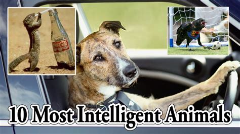 Smartest Animals Top 10 Most Intelligent Animals In The World By Top