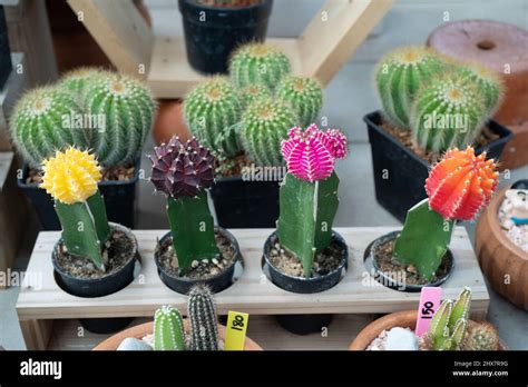 Cierre Arreglo De Cactus Hermoso Y Plantas Suculentas En La Planta De