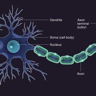 Biological Neural Network (Introduction to Artificial Neural Networks ... 