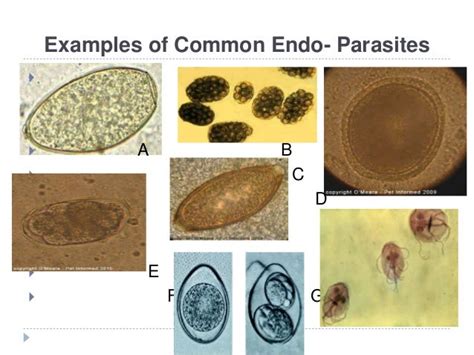 Vet2300 Presentation Parasitology Ppt