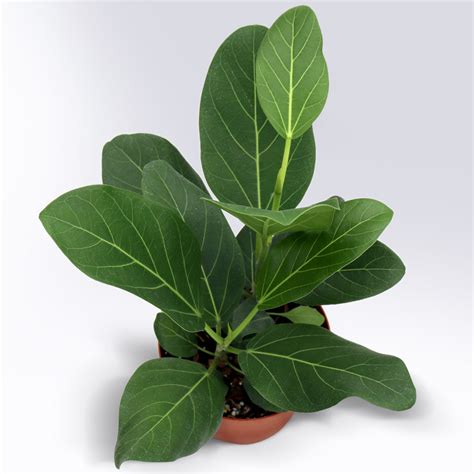 Ficus Benghalensis Audrey 6 Inch Container Equinox Plant Co