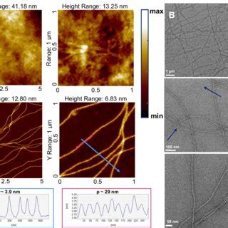 A AFM Height Images Of Various Ranges And Line Profiles Measured Along