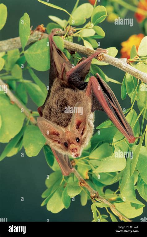 California Leaf-nosed Bat Stock Photo - Alamy