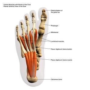 Tendons of the Foot - JOI Jacksonville Orthopaedic Institute