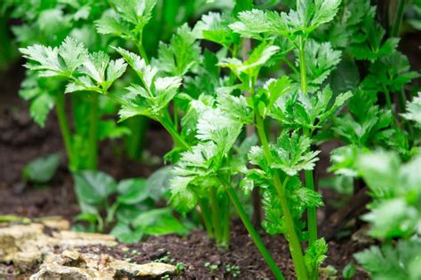 Where Does Celery Grow All The Tips For Success