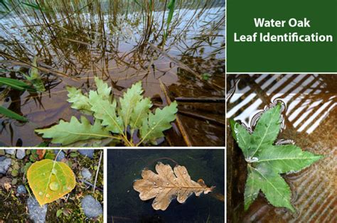 Water Oak Leaf Identification To Spot Water Oaks - EmbraceGardening