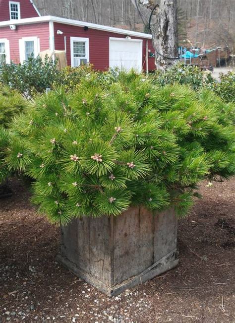 Pinus Densiflora Low Glow Japanese Red Pine Hickory Hollow