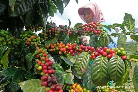 Kementerian Bumn Dorong Kapasitas Petani Kopi Dengan Skema Program Makmur