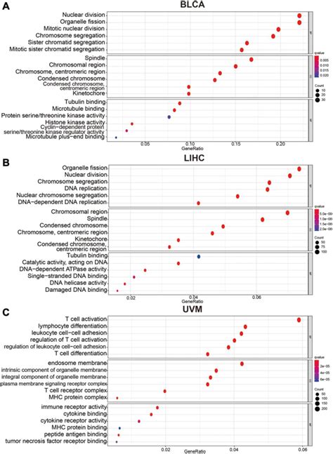 Bubble Charts Of Gene Ontology Analysis Including Bp Biological