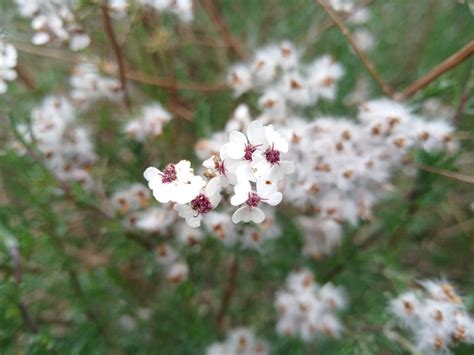 Wildflower Reserves Tienie Versfeld Darling Wildflower Society