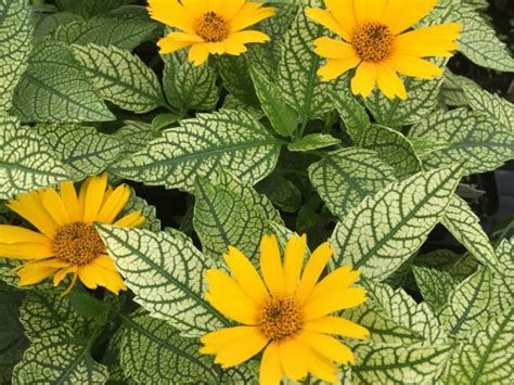 Summer Sun Sunstruck False Sunflower Vinland Valley Nursery