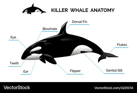 Killer Whale Skeleton Diagram