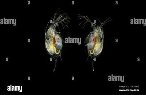 Daphnia under the microscope, water flea, species Daphnia galeata, is a Stock Video Footage - Alamy